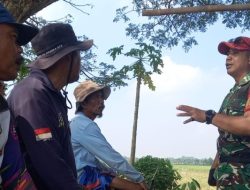 Babinsa Karangampel Ajak Petani Kompak Berantas Hama Tikus, Dukung Hasil Panen Tetap Optimal