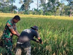 Babinsa Koramil 1605/Sukagumiwang Monitoring Pertanian, Pastikan Tanaman Padi Jelang Panen Tetap Optimal