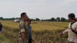 Perkuat Kemanunggalan TNI-Rakyat, Babinsa Koramil 1601 Indramayu Ajak Petani Dukung Ketahanan Pangan