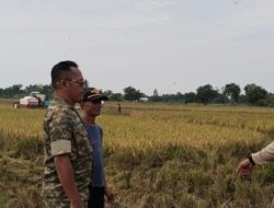 Perkuat Kemanunggalan TNI-Rakyat, Babinsa Koramil 1601 Indramayu Ajak Petani Dukung Ketahanan Pangan