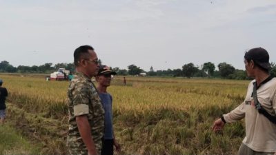 Perkuat Kemanunggalan TNI-Rakyat, Babinsa Koramil 1601 Indramayu Ajak Petani Dukung Ketahanan Pangan