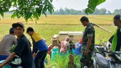 Babinsa Koramil 1605 Sukagumiwang Dampingi Panen Padi Modern di Desa Gedangan