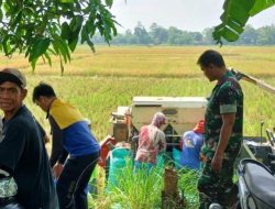 Babinsa Koramil 1605 Sukagumiwang Dampingi Panen Padi Modern di Desa Gedangan