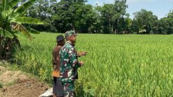 Babinsa Koramil 1605 Sukagumiwang Dampingi Petani Desa Jengkok, Pastikan Kebutuhan Air dan Tanaman Terjaga
