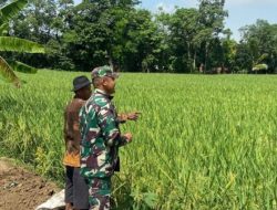 Babinsa Koramil 1605 Sukagumiwang Dampingi Petani Desa Jengkok, Pastikan Kebutuhan Air dan Tanaman Terjaga