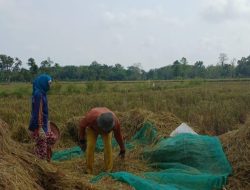 Babinsa Koramil 1605 Sukagumiwang Dampingi Panen Padi Petani Desa Tulungagung