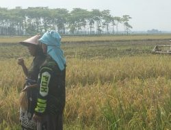 Babinsa Koramil Sukagumiwang Dampingi Petani Panen Padi di Desa Jambe