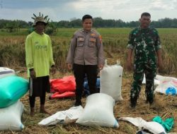 Babinsa Koramil 1605/Sukagumiwang Dampingi Petani, Dukung Ketahanan Pangan di Tenajar Lor