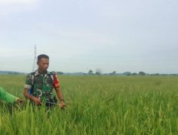 Koramil Sukagumiwang Dampingi Petani Desa Cadangpinggan, Dukung Ketahanan Pangan