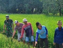 Koramil Sukagumiwang Dampingi Petani Desa Tenajar Kidul, Dukung Ketahanan Pangan