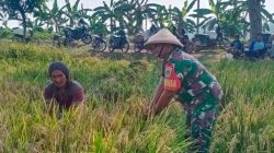 Babinsa Sukagumiwang Monitoring Pertanian, Pastikan Tanaman Padi Siap Panen
