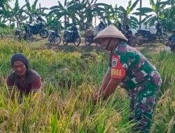 Babinsa Sukagumiwang Monitoring Pertanian, Pastikan Tanaman Padi Siap Panen