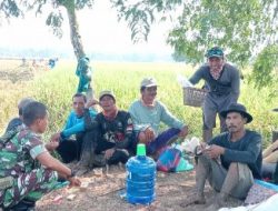 Babinsa Lohbener Komsos dengan Petani, Dorong Percepatan Persiapan Musim Tanam Kedua