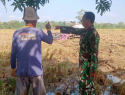 Babinsa Koramil 1605 Sukagumiwang Dampingi Petani, Pastikan Tanaman Padi Jelang Panen Tetap Terjaga