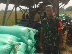 Babinsa Sukagumiwang Monitoring Panen Padi di Cadangpinggan, Dukung Ketahanan Pangan