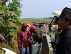 Babinsa Koramil Sukagumiwang Dampingi Panen Padi di Desa Lemahayu