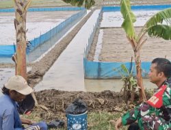 Babinsa Karangampel Komsos Bersama Kelompok Tani, Dorong Peningkatan Produktivitas Pertanian