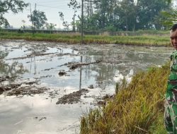 Babinsa Sukagumiwang Dampingi Petani Desa Gunungsari, Dorong Percepatan Tanam