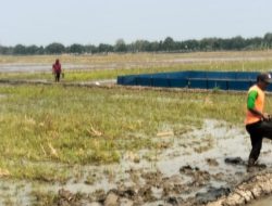 Babinsa Koramil 1605/Sukagumiwang Dampingi Petani Olah Lahan di Blok Anjun Tenajar Lor