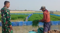 Koramil 1605 Sukagumiwang Dampingi Petani, Pastikan Tanaman Padi Tetap Terawat