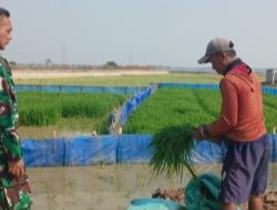 Koramil 1605 Sukagumiwang Dampingi Petani, Pastikan Tanaman Padi Tetap Terawat
