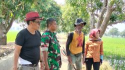Komsos Babinsa Koramil 1601/Indramayu Bersama Petani di Persawahan Blok Jembulu