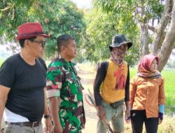 Komsos Babinsa Koramil 1601/Indramayu Bersama Petani di Persawahan Blok Jembulu