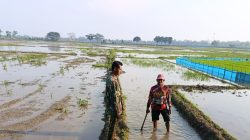 Monitoring dan Pendampingan Pertanian di Desa Lemahayu, Kertasemaya