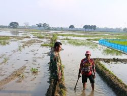 Monitoring dan Pendampingan Pertanian di Desa Lemahayu, Kertasemaya