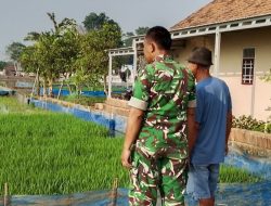 Anggota Koramil Sukagumiwang Monitoring dan Pendampingan Pertanian di Area Sawah Desa Gunungsari