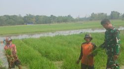 Babinsa Monitoring dan Pendampingan Pertanian Olah Lahan Sawah di Desa Tersana