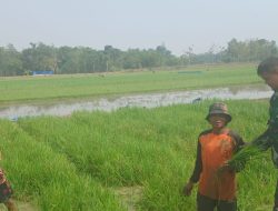 Babinsa Monitoring dan Pendampingan Pertanian Olah Lahan Sawah di Desa Tersana