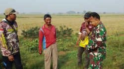 Babinsa Monitoring dan Pendampingan Pertanian Olah Lahan Penanaman Benih Padi di Desa Kliwed