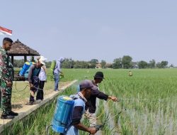 Komsos dan Pendampingan Pertanian, Babinsa Koramil 1601/Indramayu Bersama Penyuluh dan Petani Sudimampir
