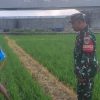Babinsa Monitoring dan Pendampingan Pertanian, Pastikan Pengolahan Lahan dan Penyemprotan Padi di Desa Kliwed Berjalan Lancar