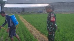 Babinsa Monitoring dan Pendampingan Pertanian, Pastikan Pengolahan Lahan dan Penyemprotan Padi di Desa Kliwed Berjalan Lancar
