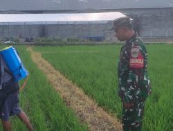 Babinsa Monitoring dan Pendampingan Pertanian, Pastikan Pengolahan Lahan dan Penyemprotan Padi di Desa Kliwed Berjalan Lancar