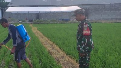 Babinsa Monitoring dan Pendampingan Pertanian, Pastikan Pengolahan Lahan dan Penyemprotan Padi di Desa Kliwed Berjalan Lancar