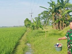 Monitoring Sawah Sukagumiwang, Pendampingan Petani Diperkuat Jelang Musim Tanam