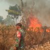 Kebakaran Lahan Perhutani Dekat Tol Cipali KM 139, 1,6 Hektare Terbakar