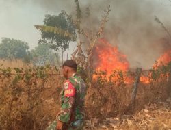 Kebakaran Lahan Perhutani Dekat Tol Cipali KM 139, 1,6 Hektare Terbakar