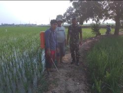 Monitoring dan Pendampingan Pertanian Dilakukan di Desa Tenajar Kidul, Kondisi Lahan Terpantau
