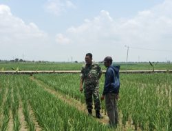 Babinsa Monitoring dan Pendampingan Pasca Tanam di Tenajar Lor, Pastikan Kesiapan Lahan dan Ketersediaan Air