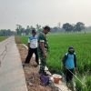 Monitoring dan Pendampingan Pertanian di Desa Gedangan, Babinsa Pastikan Tanaman Padi Terjaga dari Hama