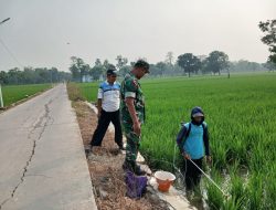 Monitoring dan Pendampingan Pertanian di Desa Gedangan, Babinsa Pastikan Tanaman Padi Terjaga dari Hama