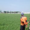 Pantau Sawah Desa Jambe, Pendampingan Pertanian Pastikan Tanaman Padi Tetap Terjaga