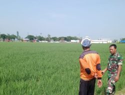 Pantau Sawah Desa Jambe, Pendampingan Pertanian Pastikan Tanaman Padi Tetap Terjaga