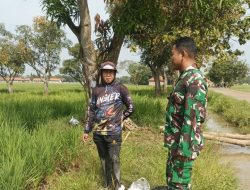 Babinsa Dampingi Petani Manguntara, Pastikan Tanaman Padi Terawat Jelang Masa Panen