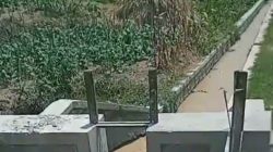 Puluhan Hektare Sawah Banaran Terancam Gagal Panen, Petani Soroti Dugaan Limbah Cucian Pasir