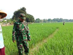 Pantau Persiapan Lahan, Babinsa Dampingi Petani Desa Kliwed Jelang Penyemprotan Padi